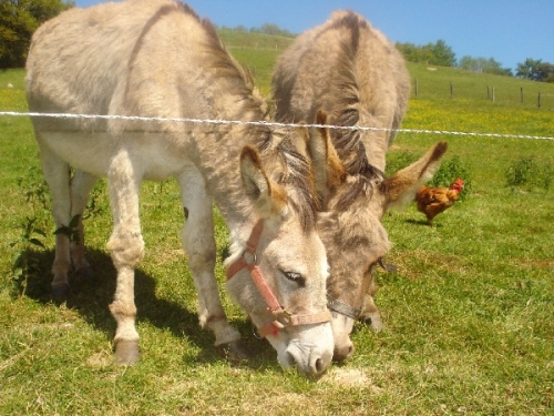 Gaec La ferme du Vialaret