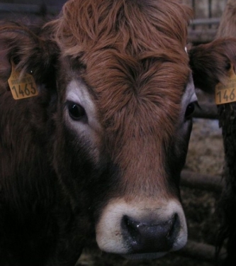 Ferme de la Calsade