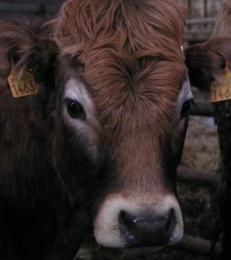 Ferme de la Calsade - INFORMATIONS NON COMMUNIQUEES