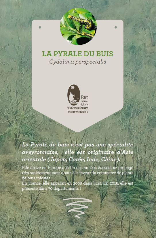 Flyer pyrale du buis