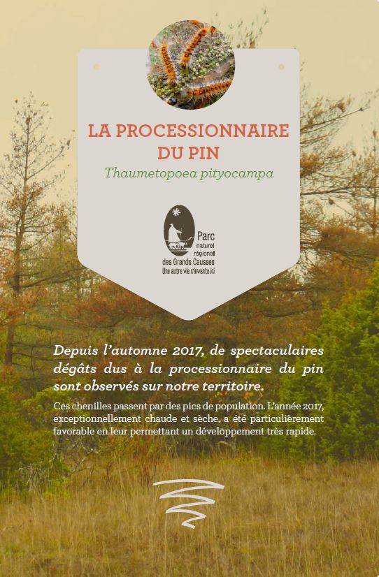 chenille processionnaire