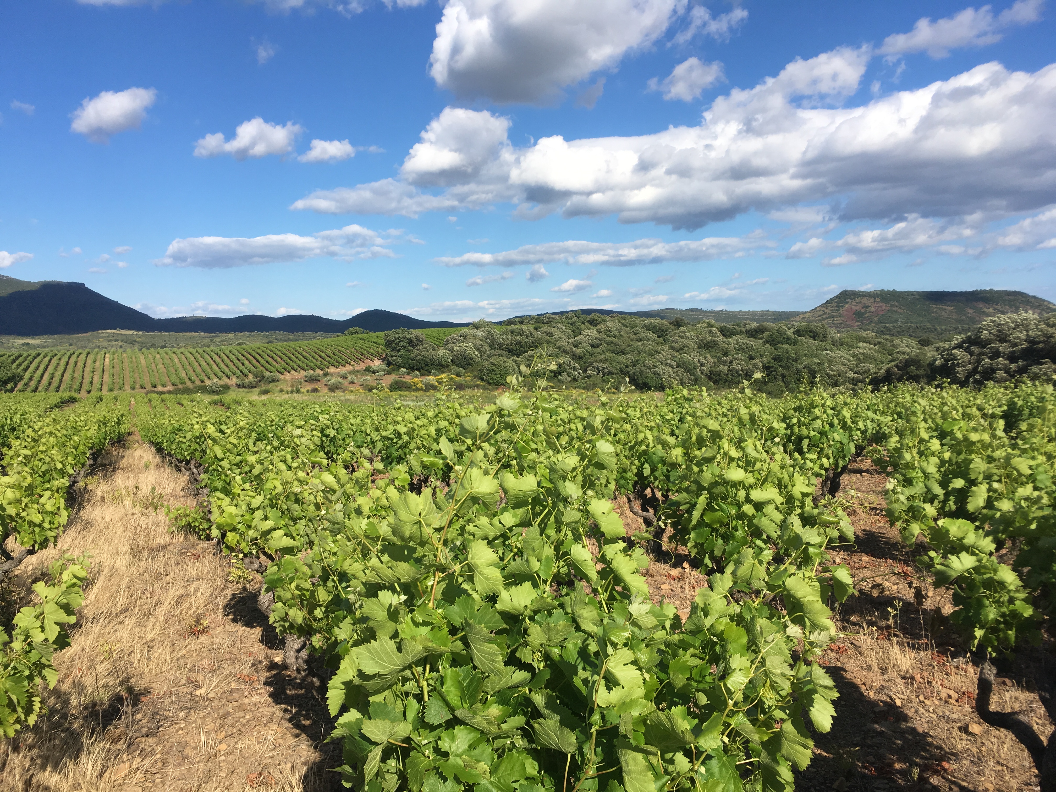 balade vigneronne© E Debray
